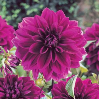 Thomas Edison Dahlia Thumbnail